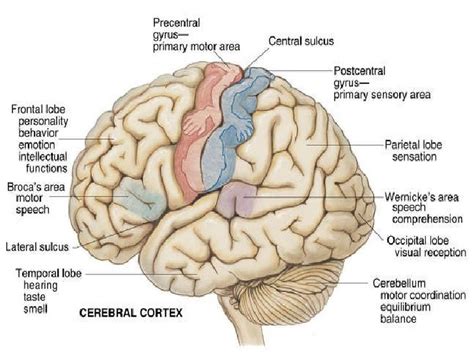 What area of the brain controls proprioception