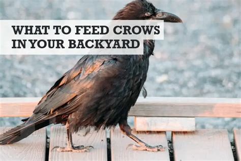 What attracts crows to your yard