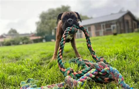 What breed is Stanley