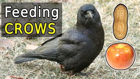 What can I feed crows in my yard