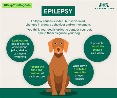 What can trigger epilepsy in dogs