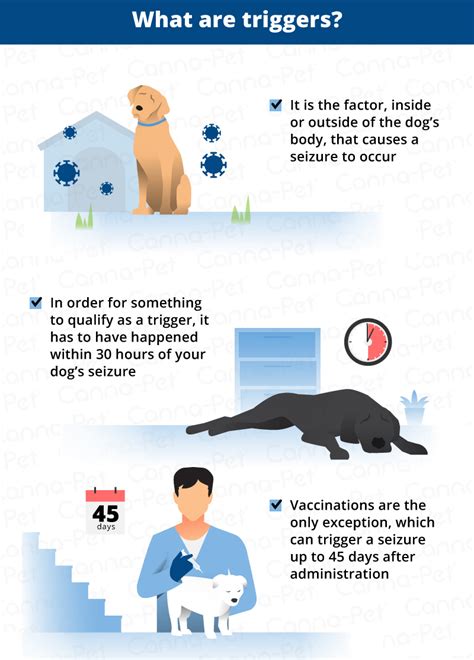 What can trigger seizures in dogs