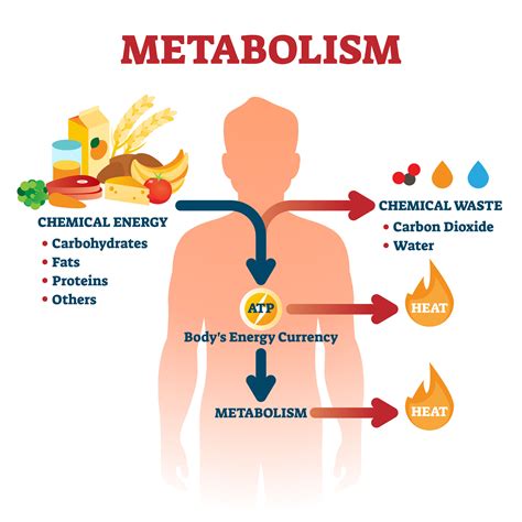 What causes fast metabolism