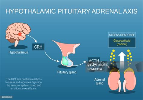 What changes occur in the hypothalamic adrenal axis with stress