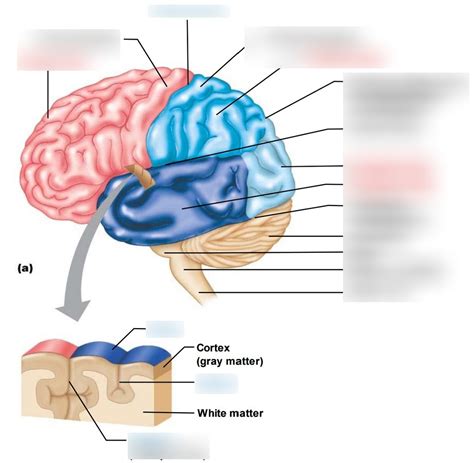 What connects the two hemispheres of the cerebrum quizlet