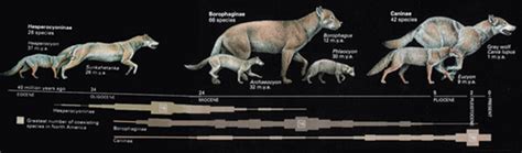 What did the wolf evolve from