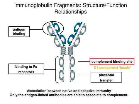 What do complement proteins bind to