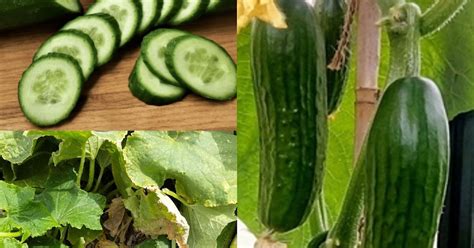 What does a cucumber do to a cat