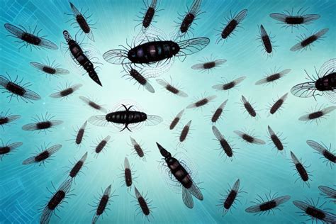 What does a swarm of flies mean in a dream
