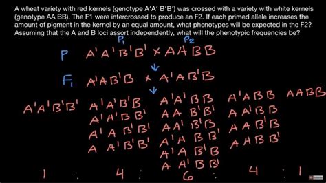What does additive mean in genetics