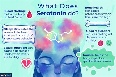 What does an increase in serotonin do