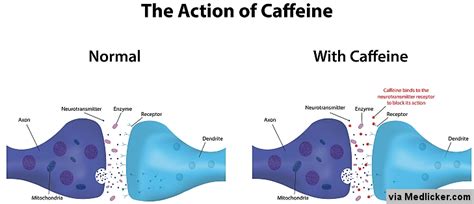 What does caffeine do to your neurotransmitters