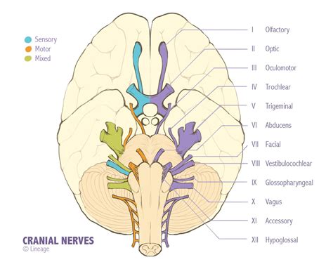 What does cranial nerve V do