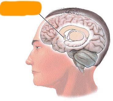 What does having a dual track mind mean quizlet