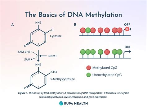 What does increased methylation do