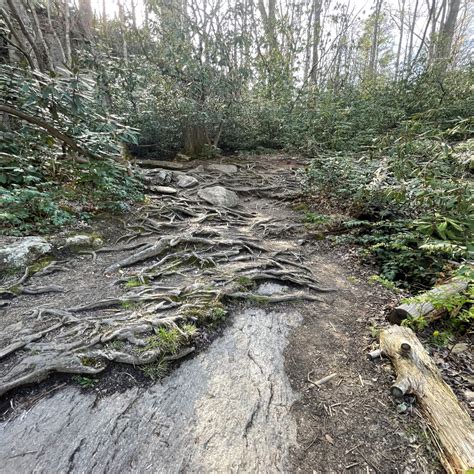 What does it mean to be in rut