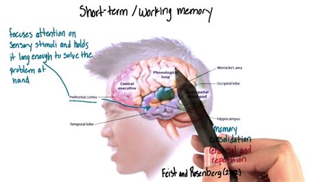What does it mean to have no working memory