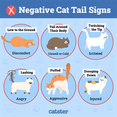 What does it mean when a cats tail twitches