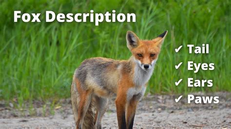 What does it mean when a fox s ears are down