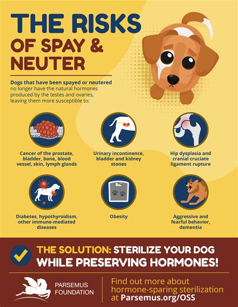What does it mean when dogs get spayed