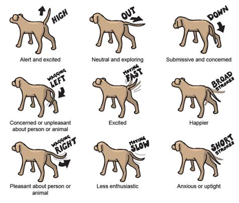 What does it mean when dogs talk
