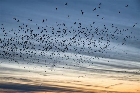What does it mean when you see a swarm of crows