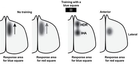 What does neural imprinting mean