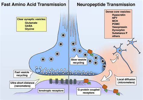 What does neuropeptide Y do