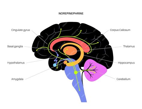 What does norepinephrine do in the brain