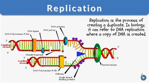 What does replication mean