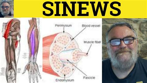 What does sinew mean