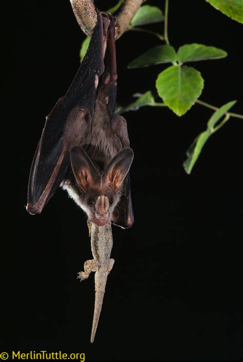 What does the greater false vampire bat eat