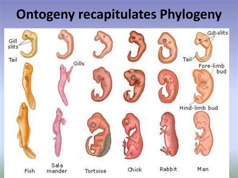 What does the phrase ontogeny recapitulates phylogeny