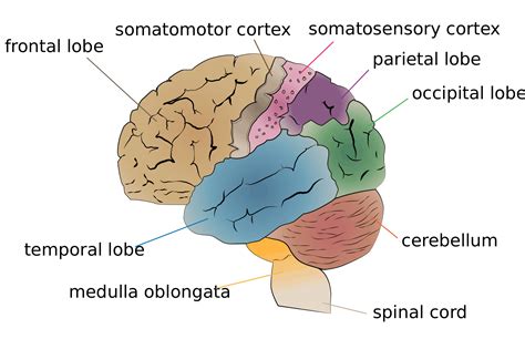 What does the right temporal lobe of the brain control