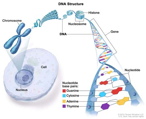 What does the structure of DNA tell us