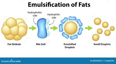 What emulsifies fat in the body