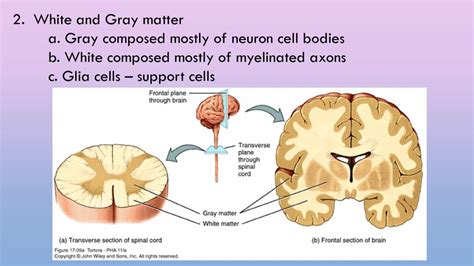 What groups form grey matter