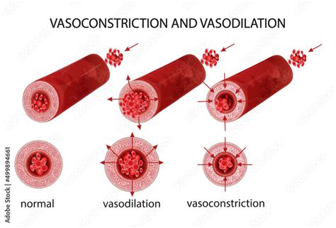 What happens during vasoconstriction