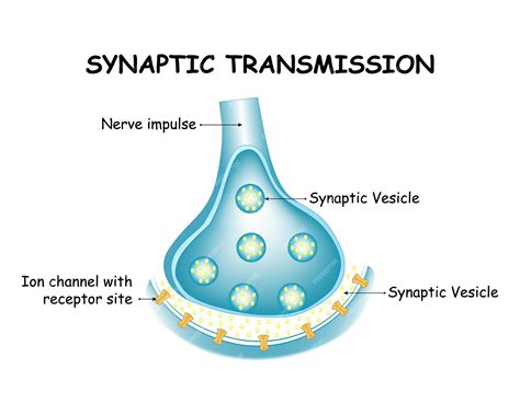 What happens in synaptic transmission