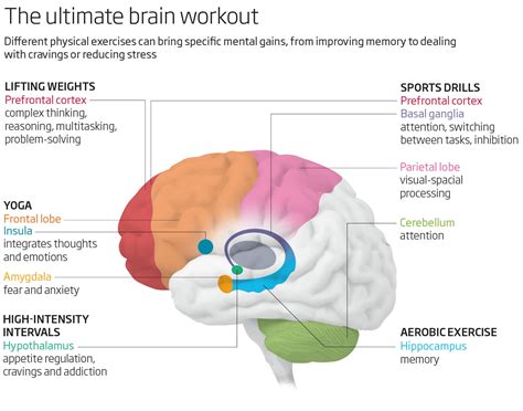 What happens in the brain during exercise