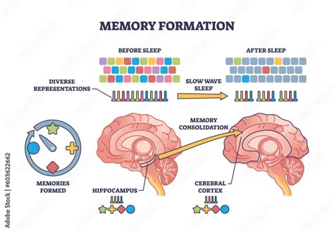 What happens to brain synapses when you sleep
