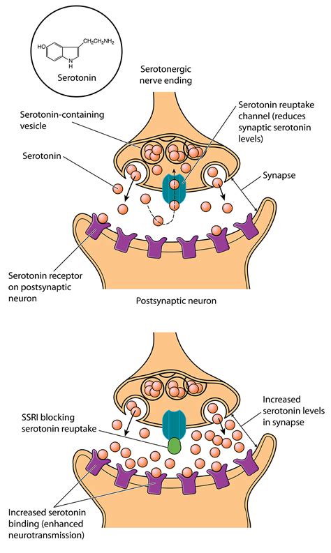 What happens to serotonin in depression