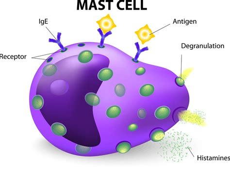 What happens when a mast cell is activated