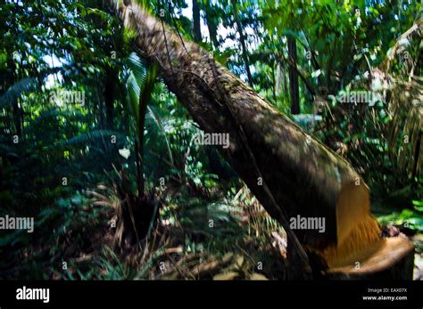 What happens when a tree falls in a rainforest