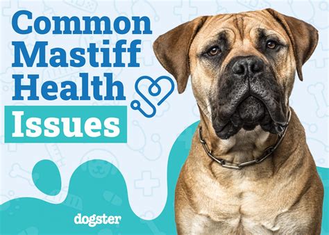 What health problems do Mastiffs have