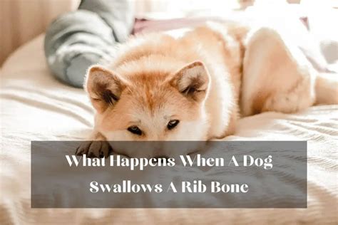What if a dog swallows a bone