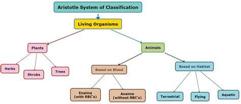 What is Aristotle classification