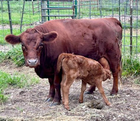 What is Dexters condition