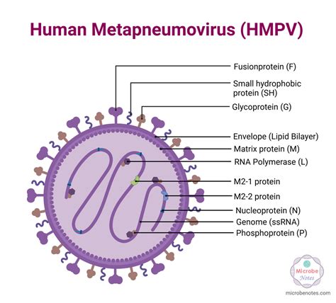 What is Human Metapneumovirus