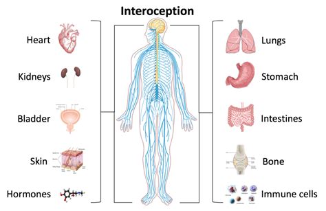 What is Interoception system